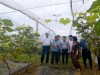 Tham quan mô hình trồng nho ứng dụng công nghệ cao tại Công ty cổ phần Thương mại Duy Khánh tại bản Híp, xã Chiềng Ngần, Thành phố Sơn La