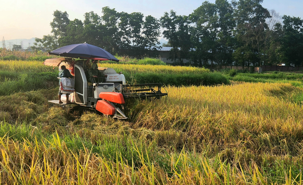 Nông dân trên địa bàn Thành phố thu hoạch lúa vụ xuân năm 2024. (ảnh Hoài An)