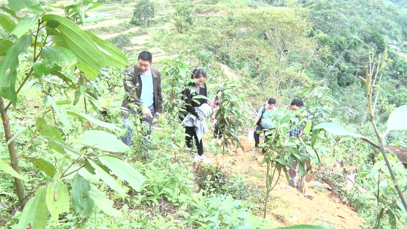 Đoàn khảo sát mô hình trồng cây Quế của gia đình anh Vừ Văn Lầu tại xóm Nà Làng, xã Mông Ân, Bảo Lâm