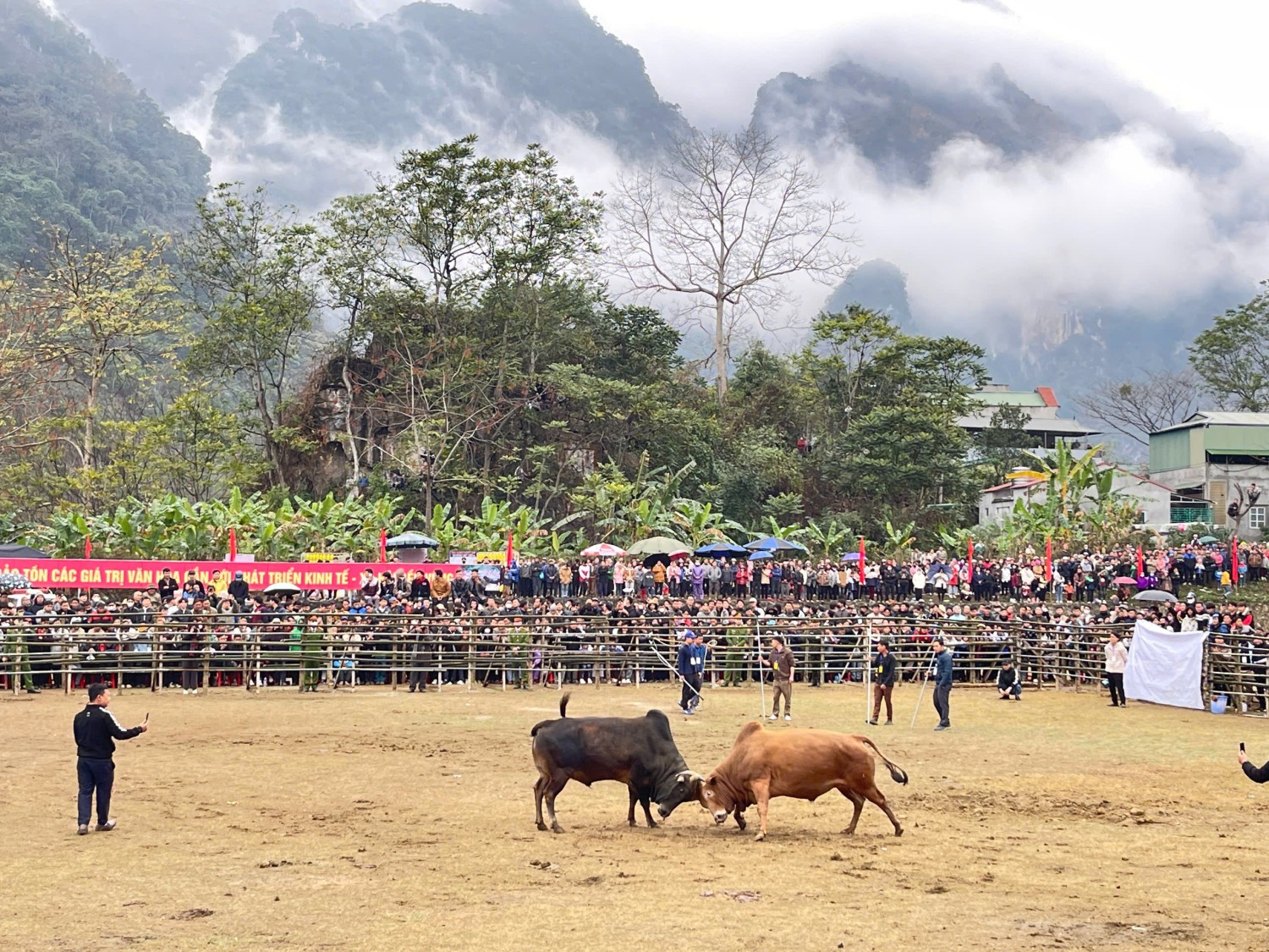 Lễ hội chọi bò huyện Bảo Lâm