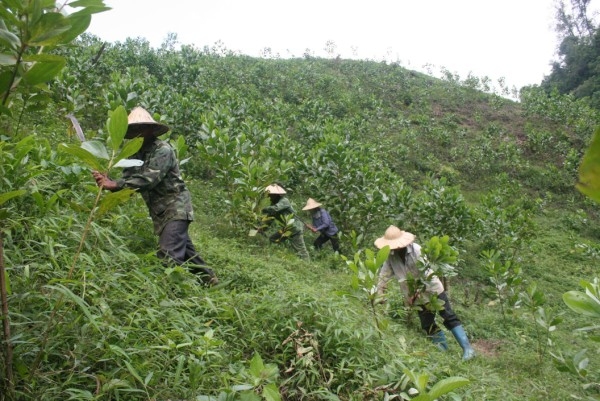 Nông dân thị trấn Xuân Hòa (Hà Quảng) chăm sóc rừng trồng